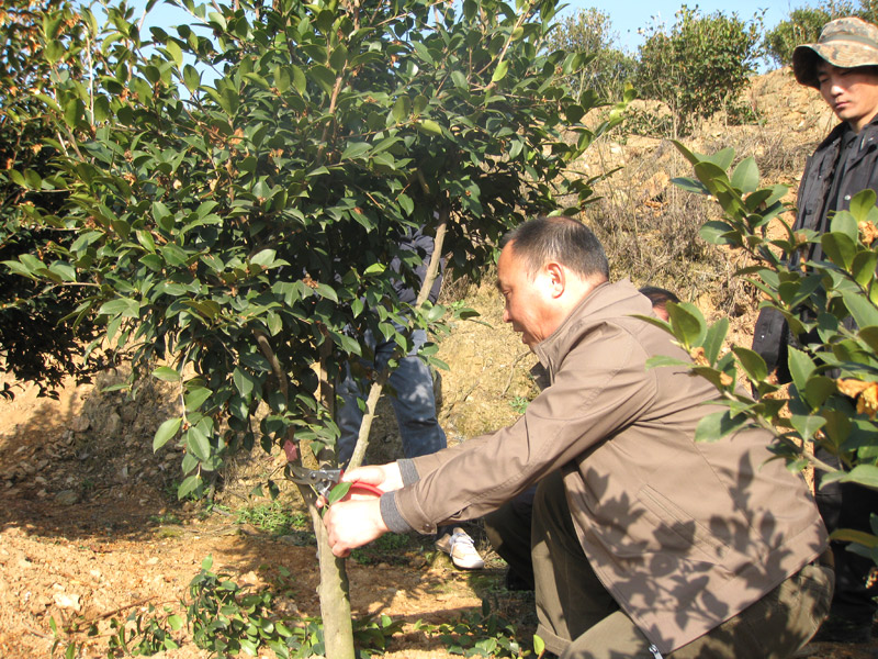 江西油茶專家李鐵明修剪油茶教學(xué)照片