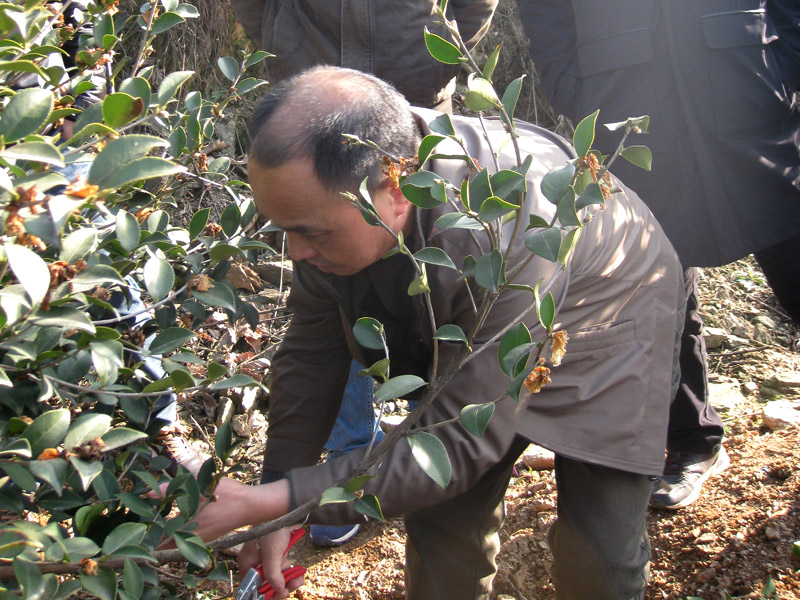 油茶專家李鐵明教授修剪油茶樹