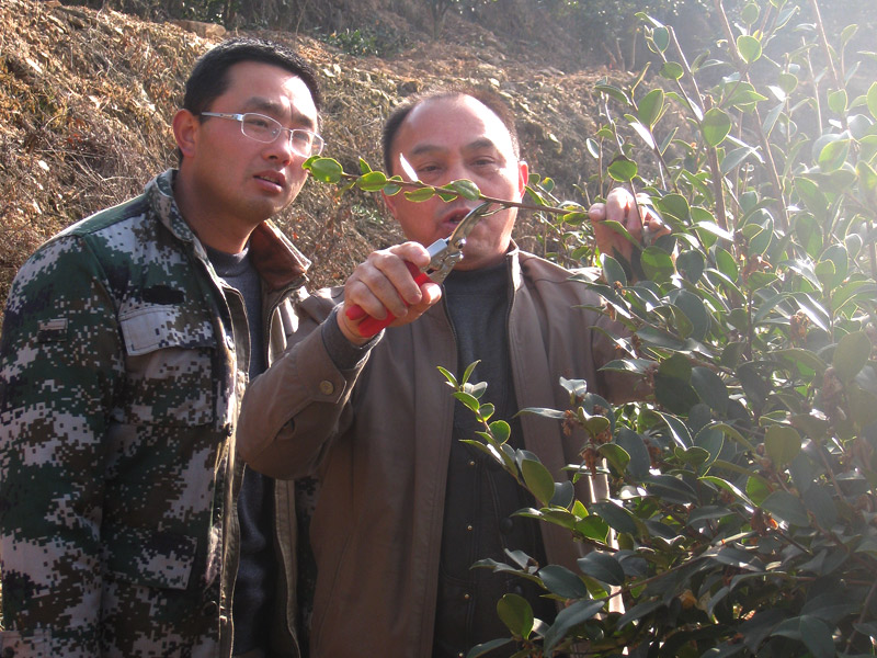 油茶專家李鐵明現(xiàn)場演示如何修剪油茶樹