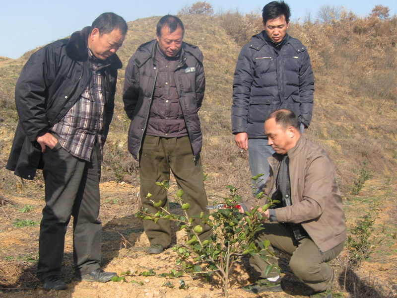 油茶專家李鐵明修剪油茶樹教學(xué)照片