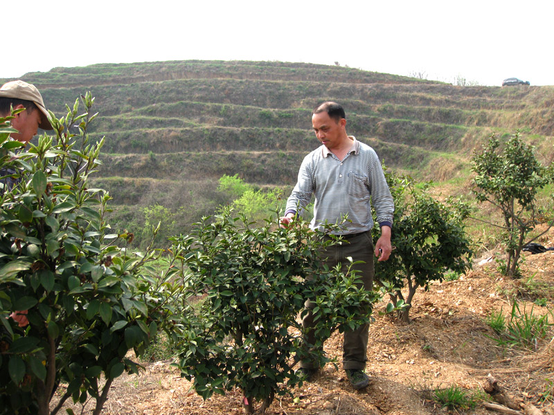 油茶專家李鐵明講授油茶樹修剪知識