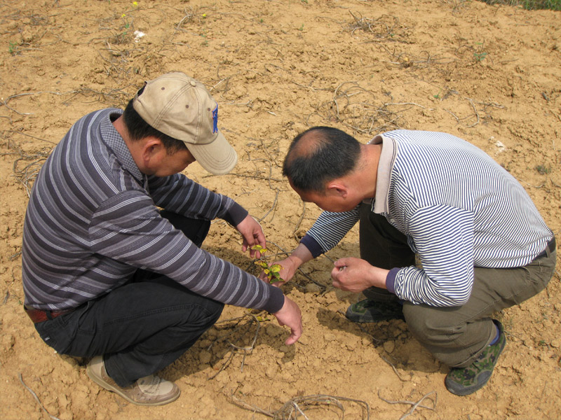 江西油茶專家李鐵明教授栽育油茶苗