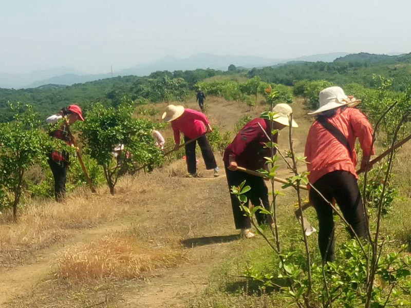 農(nóng)民工除草-干勁十足