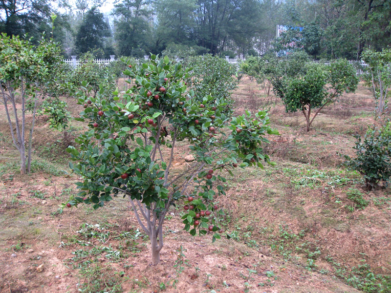 油茶果樹