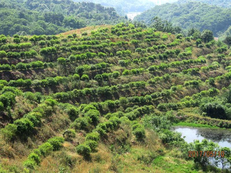 油茶樹(shù)山