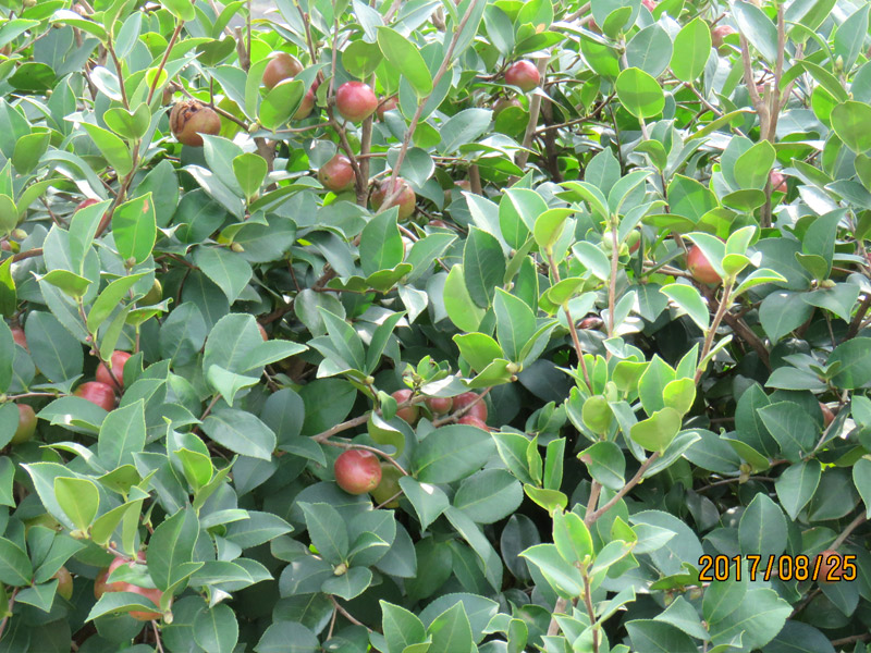 油茶樹果實飽滿