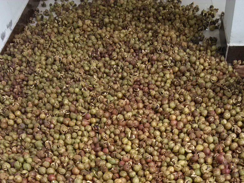 新鮮的油茶樹果籽