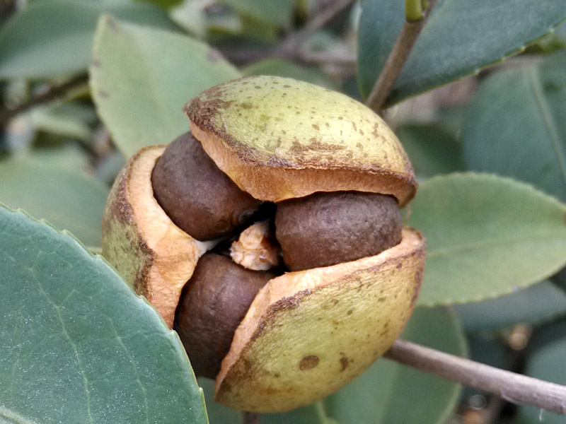 熟了的油茶樹果
