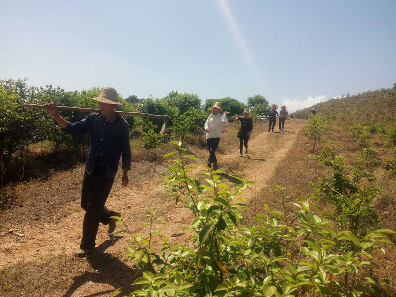 農(nóng)民工為油茶樹(shù)除草，干勁十足！