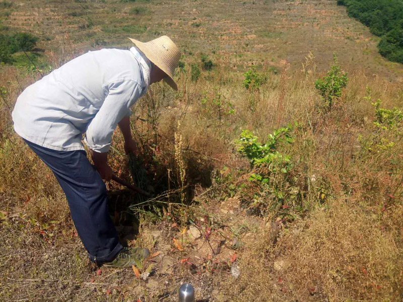 農(nóng)民工為油茶樹(shù)除草，干勁十足！