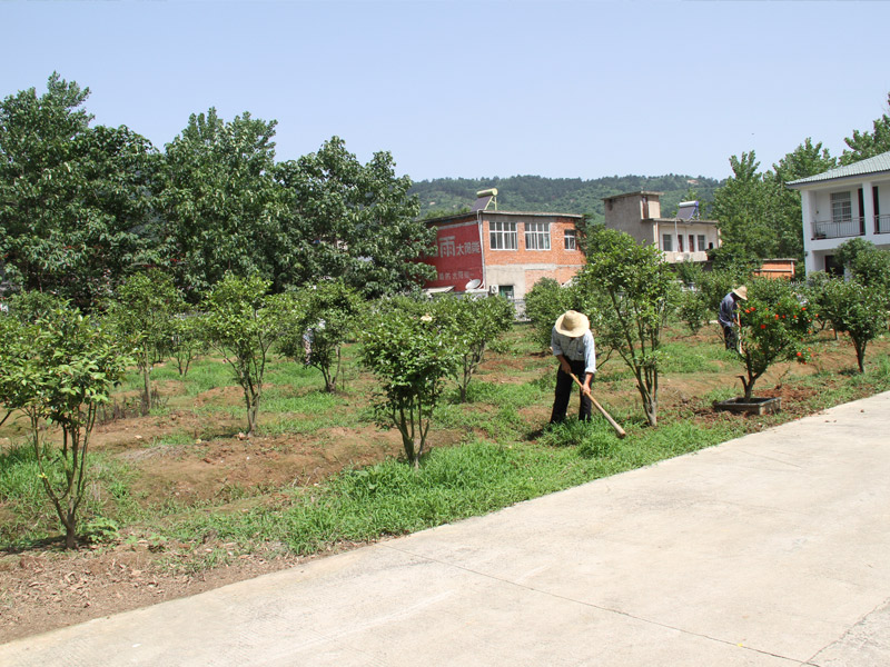 基地茶樹除草