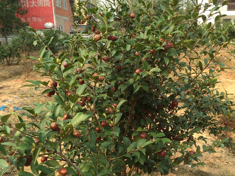 油茶產(chǎn)業(yè)迎來發(fā)展“春天”