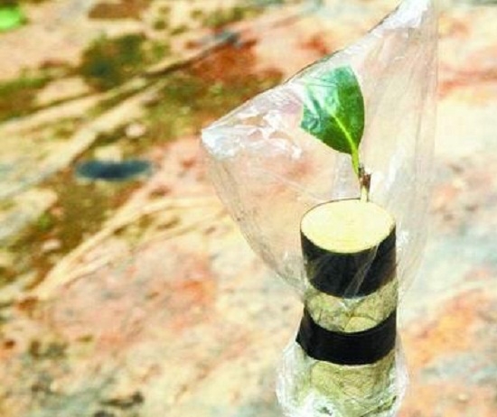 油茶的嫁接操作步驟及后期管理詳解