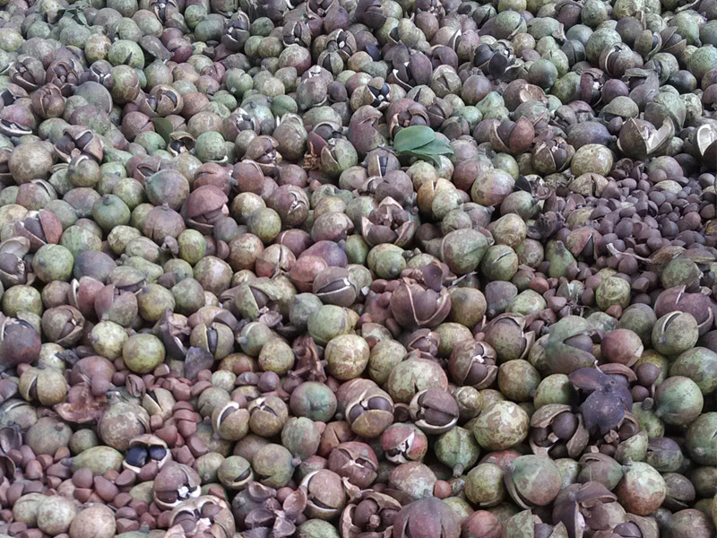 我國(guó)油茶產(chǎn)量產(chǎn)值多年雙增長(zhǎng) 今年茶油產(chǎn)量有望突破百萬(wàn)噸