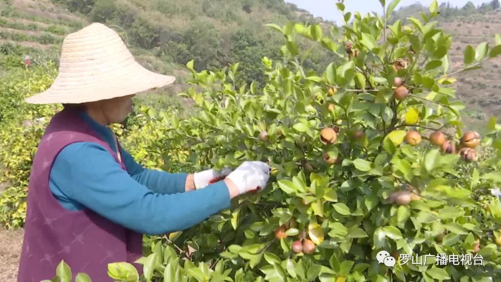 金源油茶:茶果飄香采摘忙