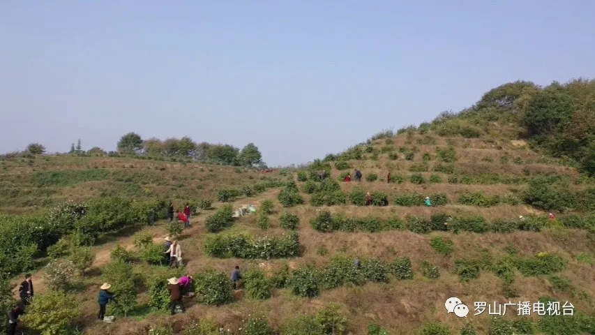 山店鄉(xiāng)： 黨建助農(nóng)見成效 油茶結(jié)出“致富果”