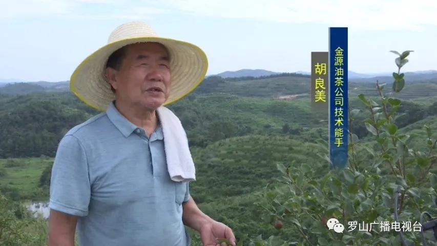 山店鄉(xiāng)： 黨建助農(nóng)見成效 油茶結(jié)出“致富果”