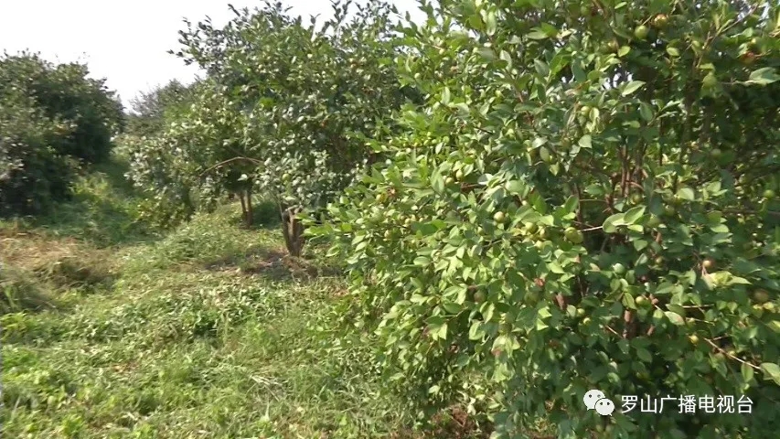 山店鄉(xiāng)： 黨建助農(nóng)見成效 油茶結(jié)出“致富果”