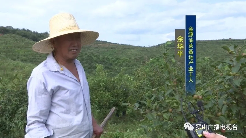 山店鄉(xiāng)： 黨建助農(nóng)見成效 油茶結(jié)出“致富果”