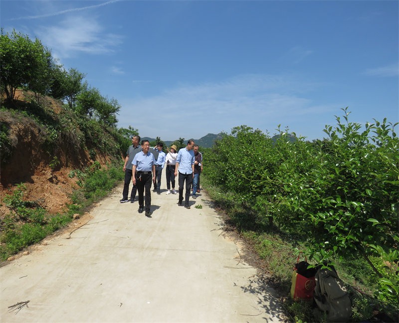 信陽市農業(yè)銀行行長到金源油茶基地視察