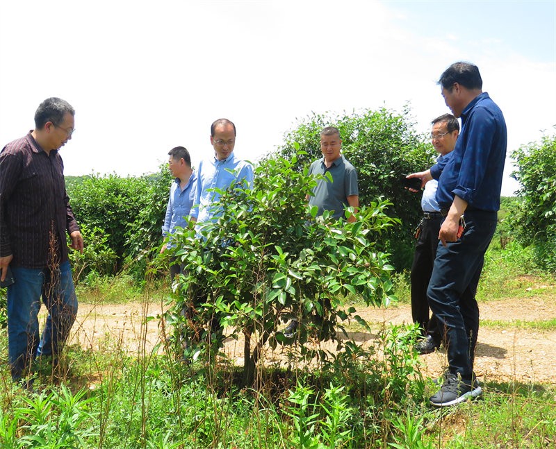 信陽市農業(yè)銀行行長到金源油茶基地視察