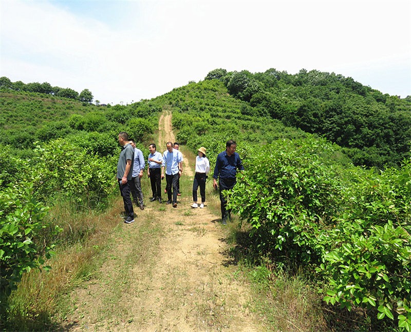 信陽市農業(yè)銀行行長到金源油茶基地視察