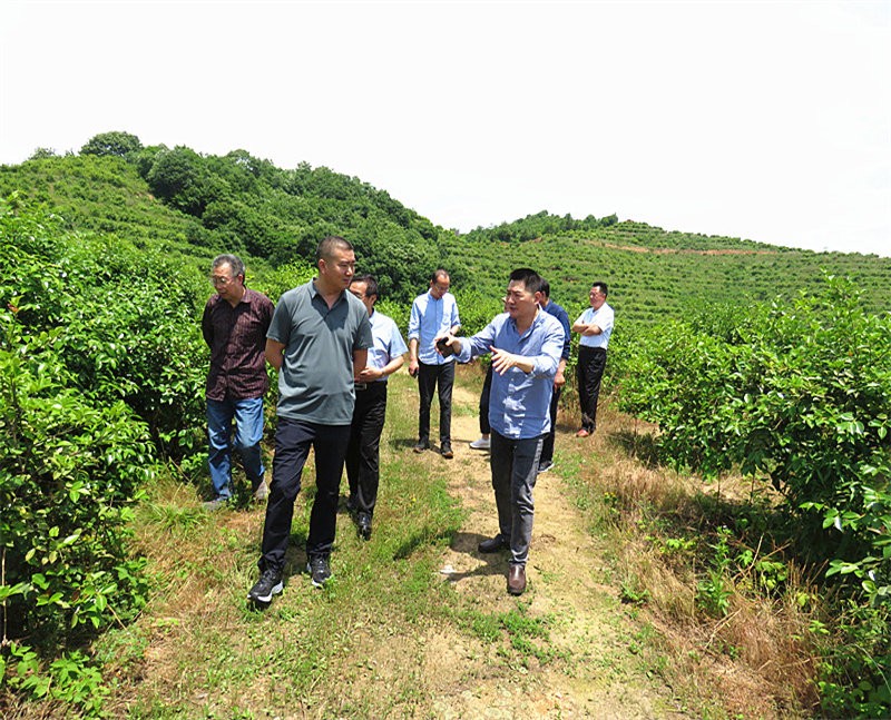 信陽市農業(yè)銀行行長到金源油茶基地視察