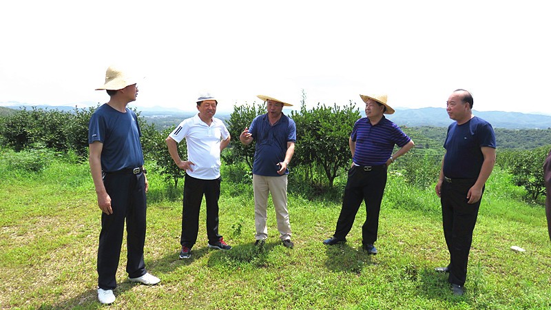 信陽市油茶協(xié)會會長熊維政來金源油茶基地視察