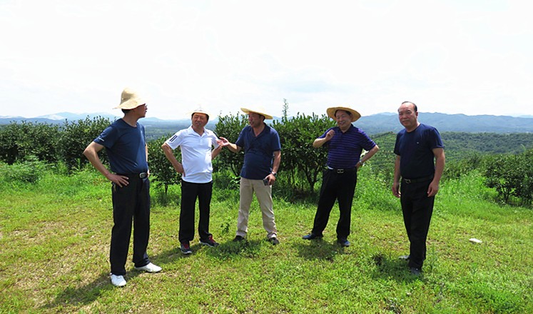 信陽市油茶協(xié)會會長熊維政來金源油茶基地視察