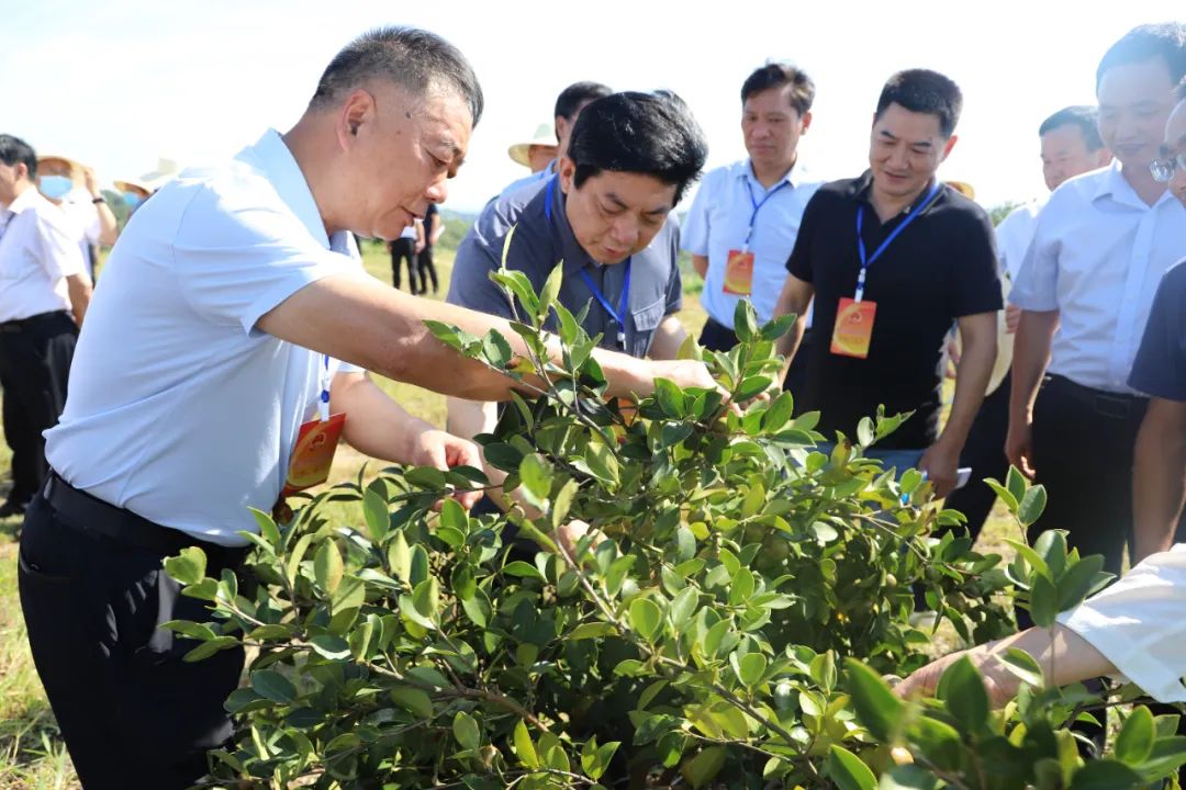 信陽(yáng)五級(jí)人大代表調(diào)研油茶產(chǎn)業(yè)發(fā)展