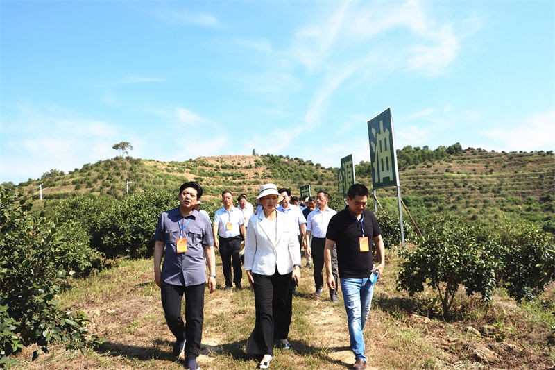 信陽市人大常委會主任謝天學一行到金源調(diào)研油茶產(chǎn)業(yè)發(fā)展情況