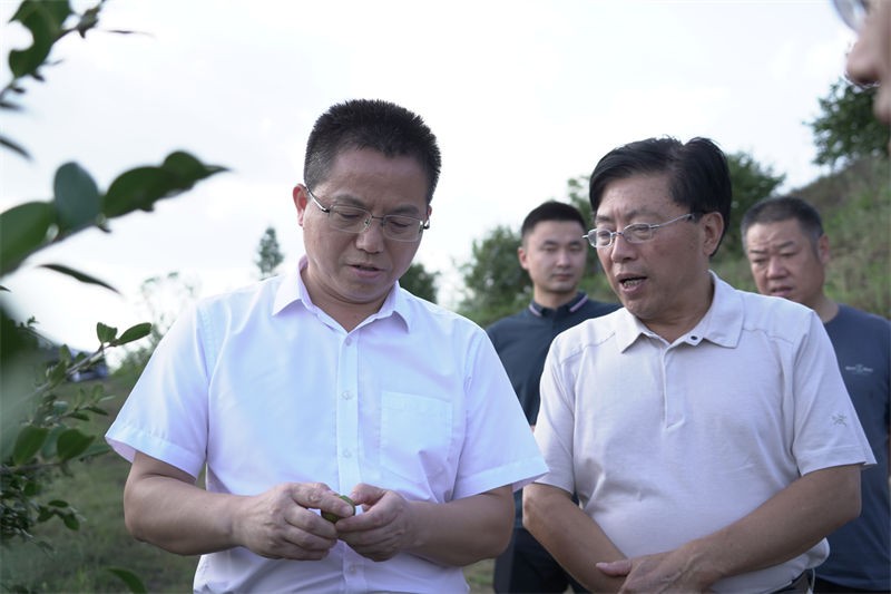 信陽(yáng)市委常委、副市長(zhǎng)李俊一行到金源油茶調(diào)研油茶產(chǎn)業(yè)發(fā)展情況