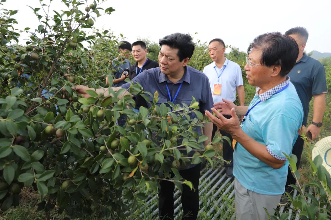 信陽五級人大代表調(diào)研油茶產(chǎn)業(yè)發(fā)展